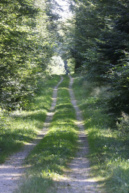 foret entre Geneuille et Moncley