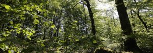 Îlot de sénescence en Forêt de Chailluz