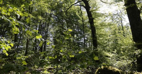 Îlot de sénescence en Forêt de Chailluz