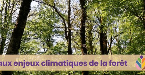 cycle de conférence sur la thème de la forêt face aux enjeux climatiques